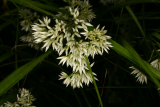 Allium ursinum RCP5-2013 085.JPG